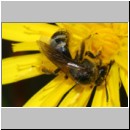 Lasioglossum leucozonium - Furchenbiene w05e 10mm - Teverener Heide det.jpg